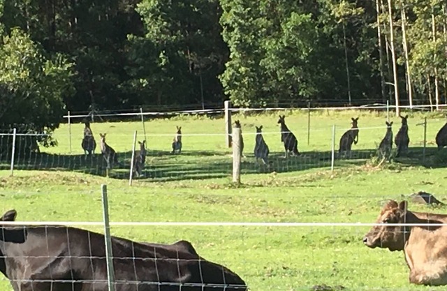 Estancia en la playa, la bahía y la granja. Un poco de campo, a 5 minutos de Jervis Bay.