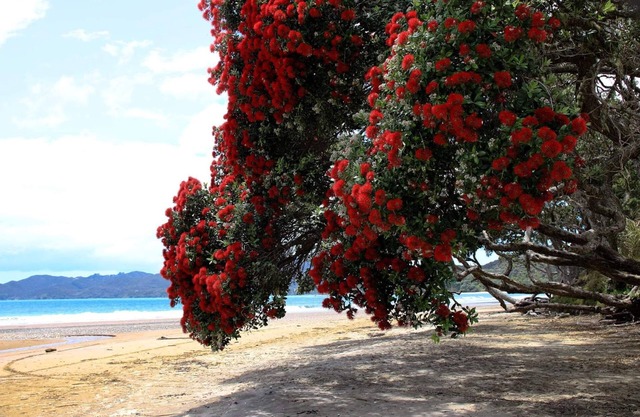 'SAILS' BEACHFRONT ~ COOPERS BEACH