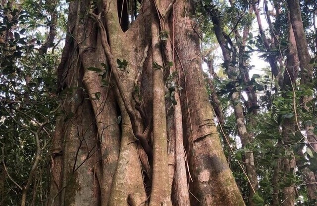 Hermosa casita en el bosque nuboso