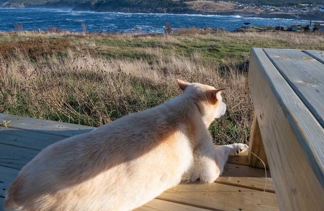 La casa azul de Bella, Pouch Cove
