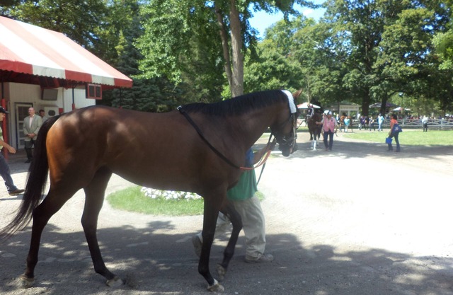 BELMONT RENTAL ONE OF A KIND! Backs up on OK Training Track.