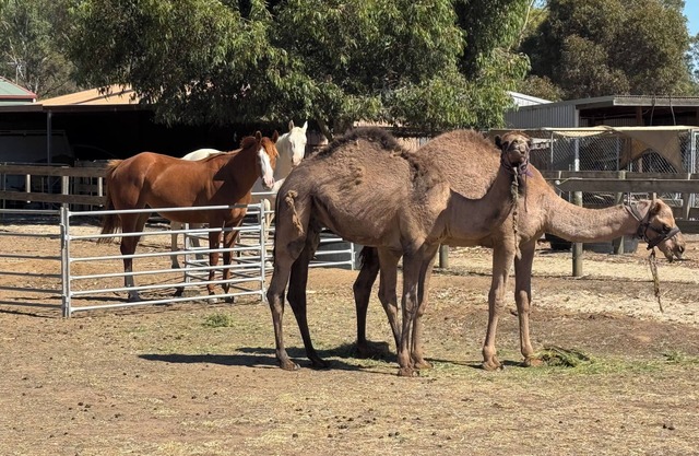 Bendigo Farm Stay