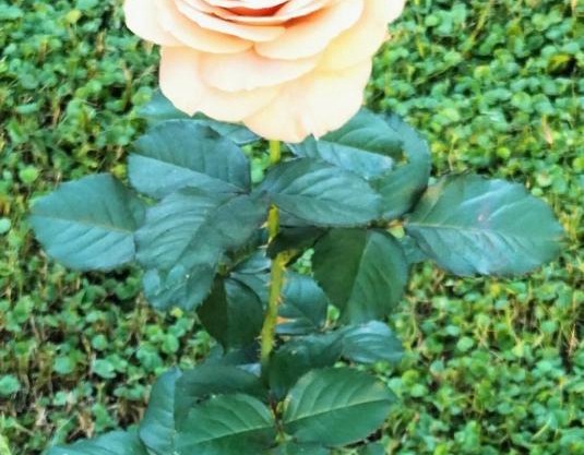 Bilocale Le Rose