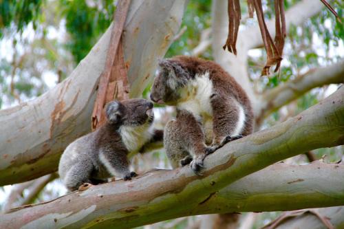 Bimbi Park - Camping Under Koalas