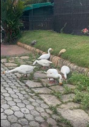 Bindas