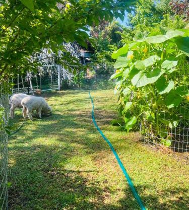 Bird Paradise & mini farm
