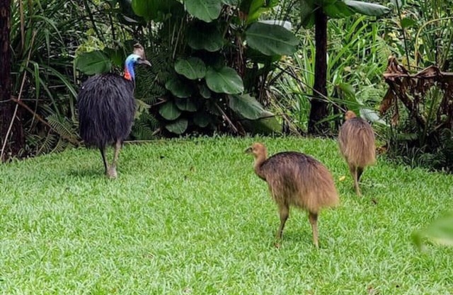 Birdwatcher's Oasis | Tiny Home | Cassowary Visitors