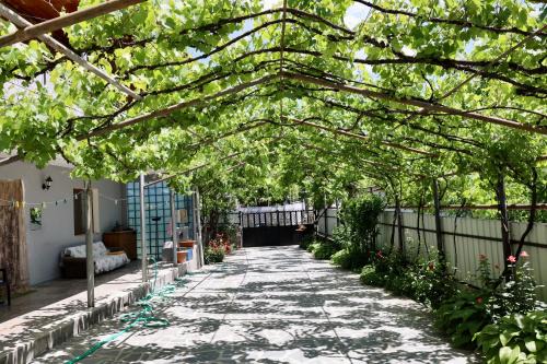 borjomi wood edge