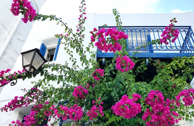 Βougainvillea House
