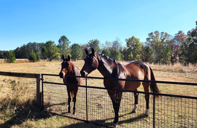 Bring the horses! Studio huntbox, full kitchen, 3 stalls, washrack & pastures.