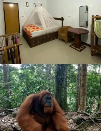 Brown Bamboo Guest house & jungle trekking orang-utan