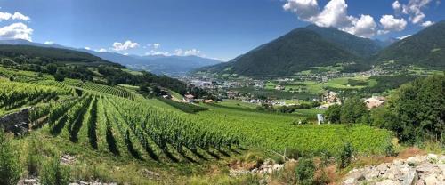 BUEHLERHOF Agriturismo, Obst-&Weingut, Urlaub mit Hund, Bauernhof, Brixen