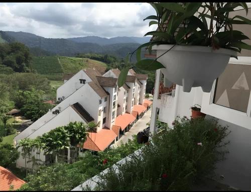 Bukit Tinggi Fuchsia Hillhomes