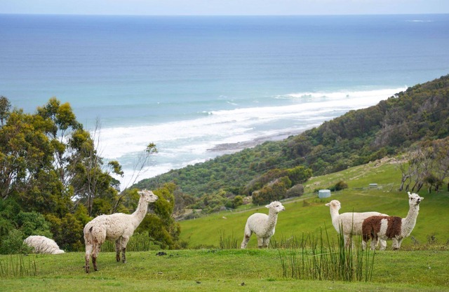 Bunjil Farm - Where the Mountains Meet the Sea