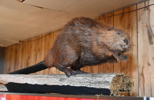 Bushy Beaver Bar