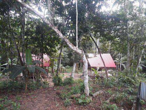 Cabañas guachayasai