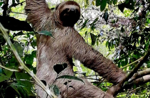 Cabañas para descanso Oso Perezoso