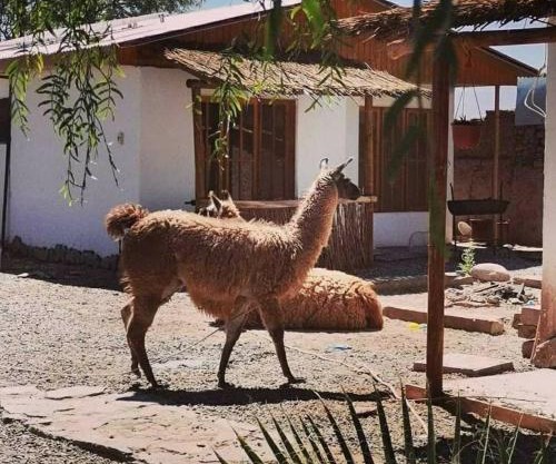 Cabañas Voyage Atacama