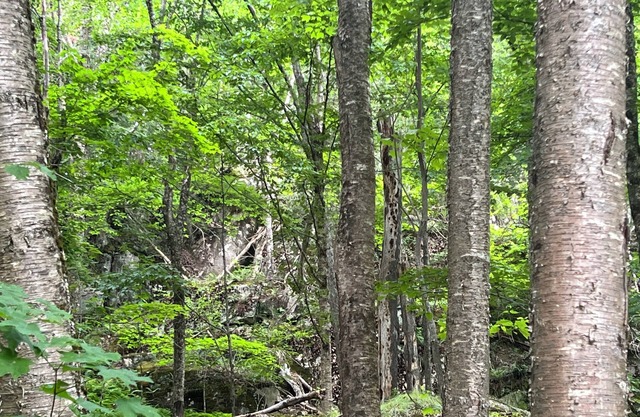 Cabane de groupe avec lits jumeaux 2 sur 2