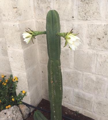 Cactus e ulivi villa a Speziale