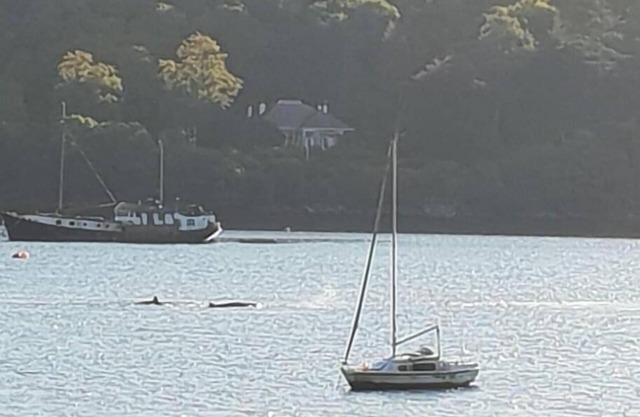 Caerphilly on the Gareloch