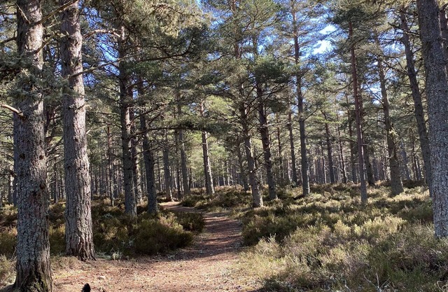 Cairn Toul es un cómodo y bien equipado chalet ideal para una escapada a las tierras altas