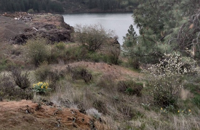 Camping at Williams Lake