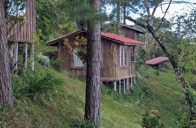 Monteverde Birding Paradise: Green Jewel in the mountains!