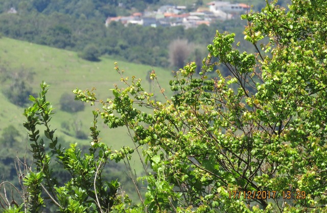 HERMOSA GRANJA.