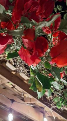 Casa bougainville