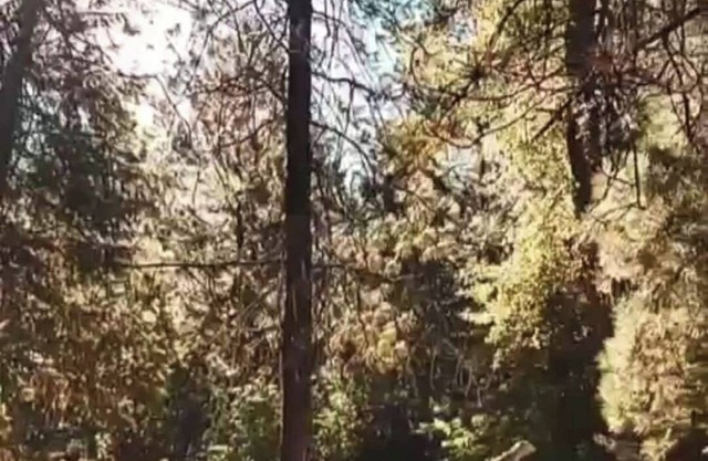 Casa In The Forest