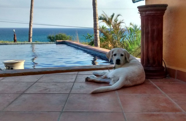 Casa Mango en Palapas Resort en San José del Cabo frente a la playa