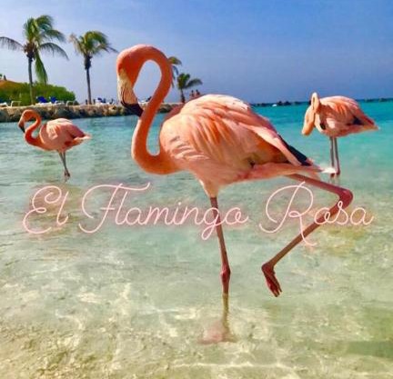 Casa vacanze El Flamingo Rosa Cod IUN P5386