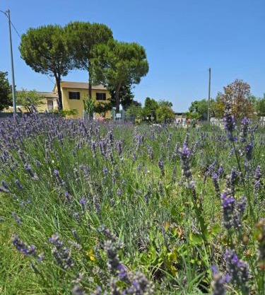CaSAle