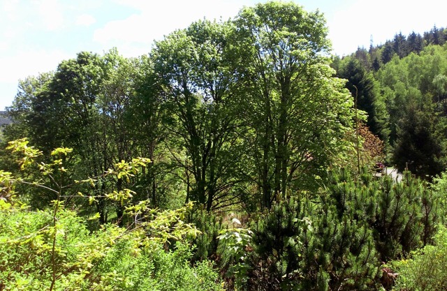 CHALET DE LOS TRES LOBOS EN PAZ CERCA DE GERARDMER