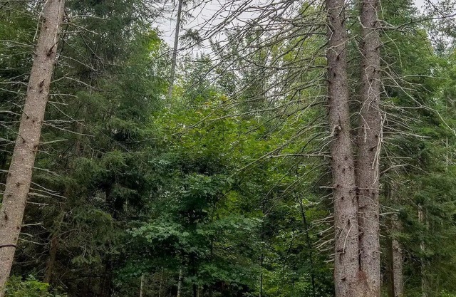 Charming 4 season log cabin near Algonquin Park