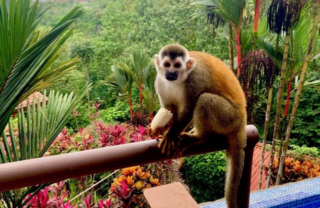 Chauffeur & Concierge included Luxury Jungle/Beach Pool @ Villa Tiquicia