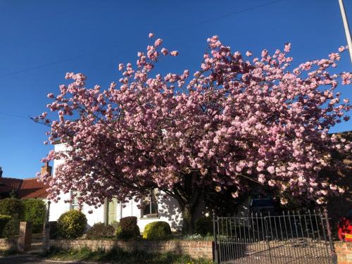 Cherry Tree