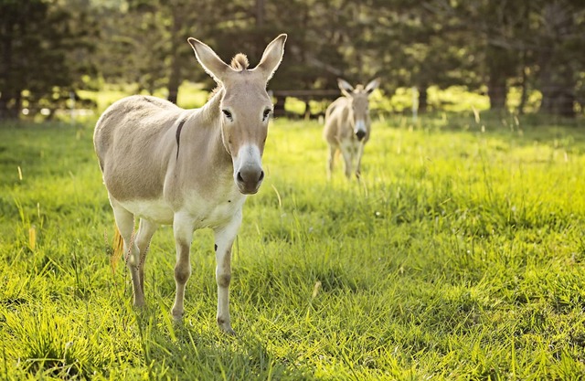Child friendly farmstay & equestrain holiday accomadation for all the family.