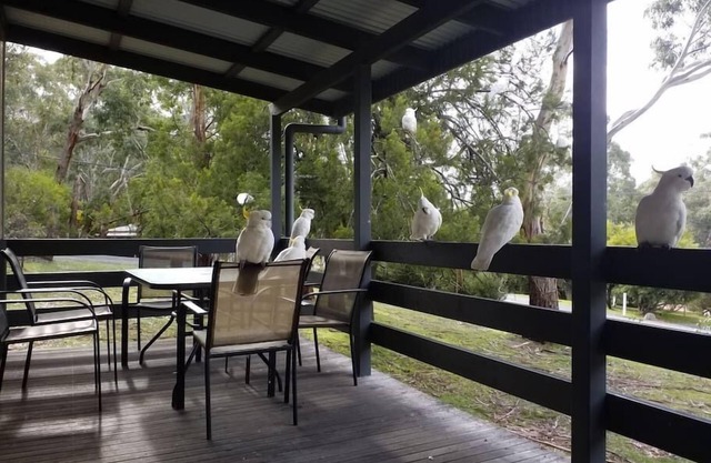 Cockatoo Cabin in Halls Gap