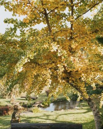 Cogumelos Montanhês