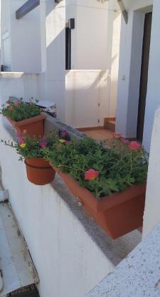 Condado de alhama, naranjos 8