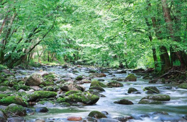 Cork's Creekside