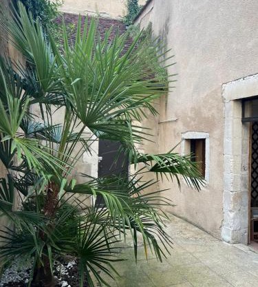 Cosy appartement Hyper centre ville avec cour + Patio
