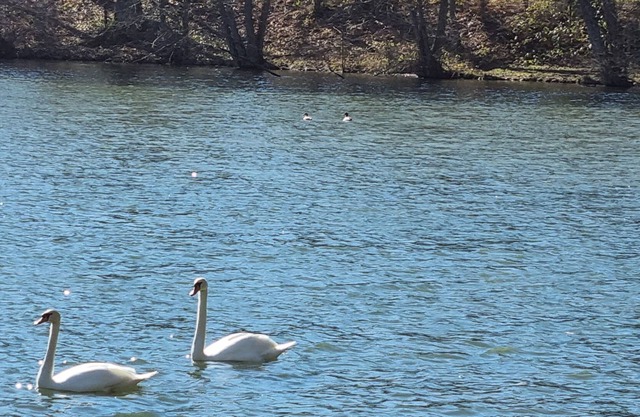Cottage ponds of Saint Bale