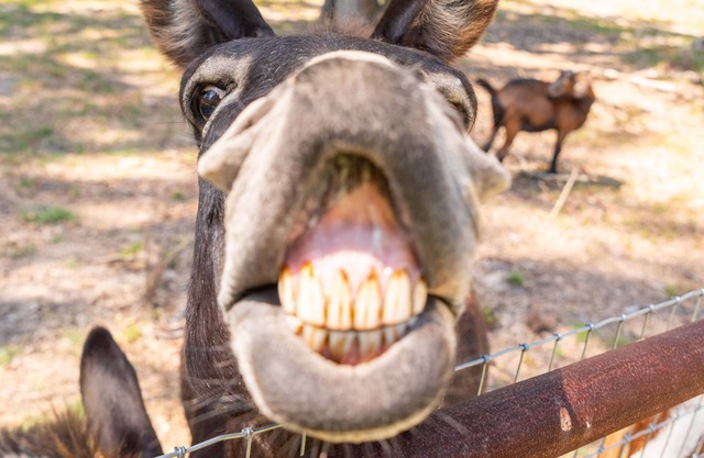 Country 2-bedroom home, steps away from Longhorns, donkeys, horses, and goats.