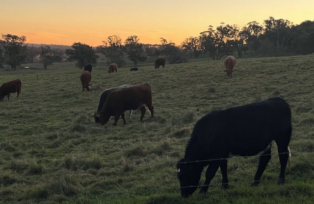 Country Charming. Enjoy your morning coffee with our cow neighbours!