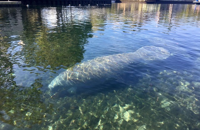 Coveted Crystal River, FL Condo frente al mar en Smugglers Cove