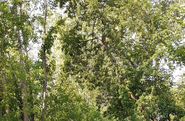 Acogedor y hermoso piso, cerca del centro de Ottawa, muchos árboles alrededor