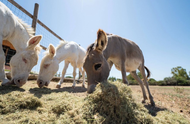 Cozy house in the countryside, near sea and nature, with farm animals!